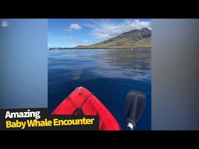 kayaker has incredibly close encounter with baby whale. | whale encounters